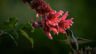 Le jardin extraordinaire