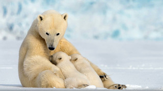 Ours polaires, opération survie