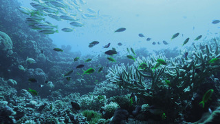 Fascinante barrière de corail