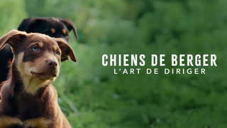 Chiens de berger : l'art de diriger
