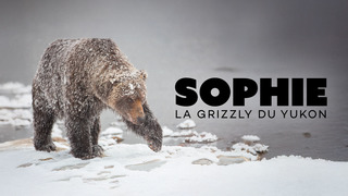 Sophie, la grizzly du Yukon