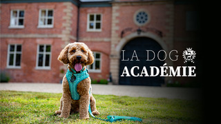 La dog Académie