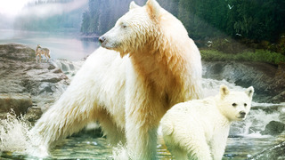 La forêt pluviale du grand ours