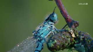 Nature : le retour du sauvage
