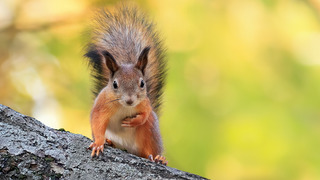 Ecureuils, histoires de famille