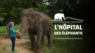 L'hôpital des éléphants