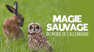 Magie sauvage du nord de l'allemagne