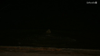 A la rencontre des crocodiles avec Steve Backshall