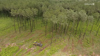 Frères des arbres, l'appel d'un chef papou