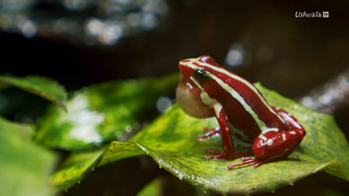 Les survivants ultimes de la nature