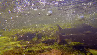 Les survivants ultimes de la nature