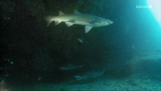 Aventures sur le Canal du Mozambique