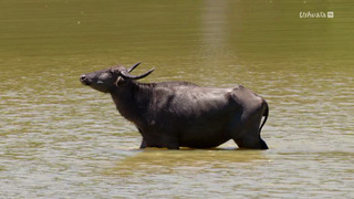 Yala, le royaume des léopards