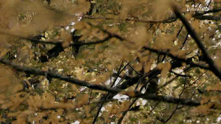 Ecureuil : les tribulations d'une forestière