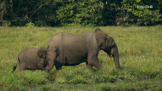 Idjanga, la forêt aux gorilles