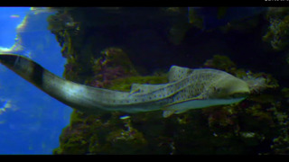 Monaco, des princes et des océans