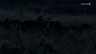 L'Indonésie sauvage