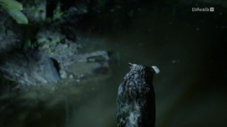 L'Indonésie sauvage