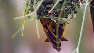 Les survivants ultimes de la nature