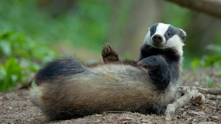 Le monde mystérieux des blaireaux