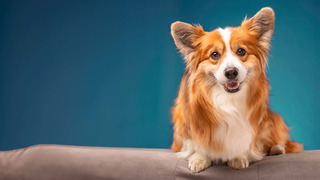 Un chien pour la vie