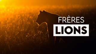 Frères lions