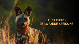 Au secours de la faune africaine