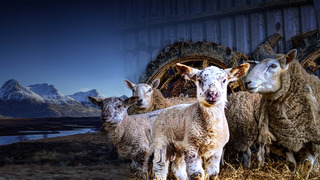 Vétérinaires en terre d'Ecosse