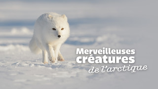 Merveilleuses créatures de l'Arctique