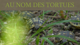 Au nom des tortues