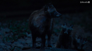Japon, un nouveau monde sauvage