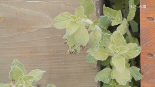 Les nouveaux paysans