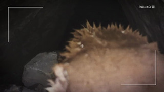 Naïs au pays des loups