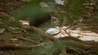 Le voyage du kangourou d'Australie