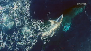 Les sentinelles de l'Antarctique