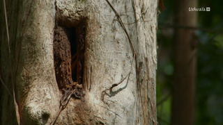 L'Indonésie sauvage