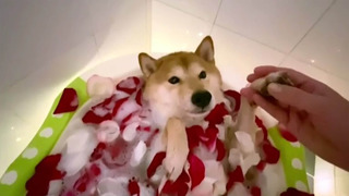 Le Must Du Ridicule - Saison 6