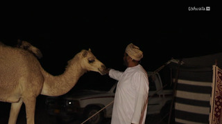 Expédition en Arabie