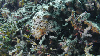 Lembeh, le paradis indonésien