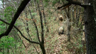 4 saisons au royaume du panda