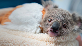 Australie : urgences faune sauvage