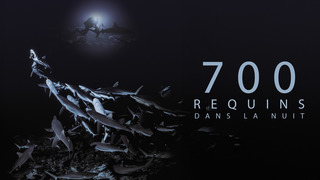 700 requins dans la nuit