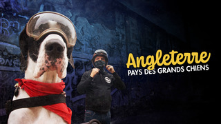 Angleterre, pays des grands chiens