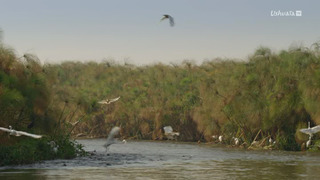 Les îles, laboratoires de la nature