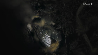 Les îles, laboratoires de la nature
