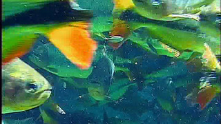 Un jardin pour la planète