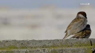 Des mains vertes pour la nature