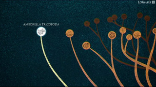 L'abominable mystère des fleurs