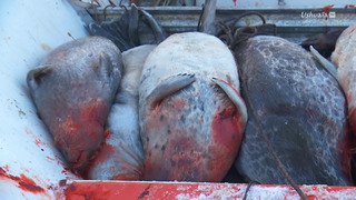 Carnet du Groenland - Le réchauffement à Ittoqqortoormiit