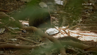 L'odyssée des animaux